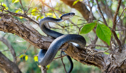 Naklejka premium Black mamba black background from branch down 