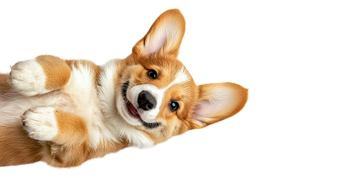 Top view cute puppy gog isolated on white