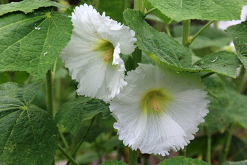 Hollyhock flowers are in bloom. Beautiful  Malva flowers close-up. flowers of common hollyhock