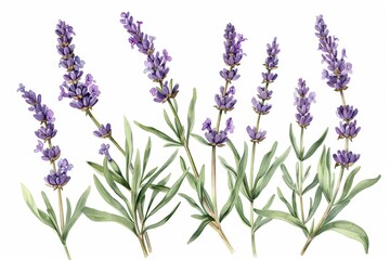 A botanical illustration of a lavender plant, showcasing its tall stems and small purple flowers in fine detail