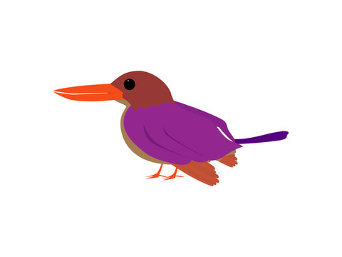 カワセミ科の鳥、アカショウビン