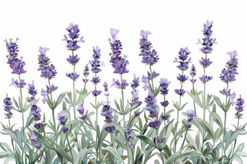 Naklejka premium A botanical illustration of a lavender plant, showcasing its tall stems and small purple flowers in fine detail