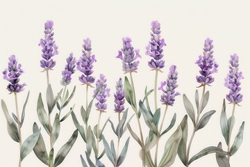 Fototapeta premium A botanical illustration of a lavender plant, showcasing its tall stems and small purple flowers in fine detail