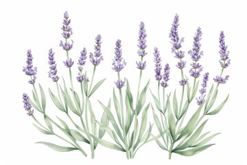 A botanical illustration of a lavender plant, showcasing its tall stems and small purple flowers in fine detail