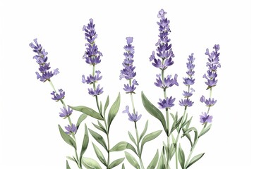 Fototapeta premium A botanical illustration of a lavender plant, showcasing its tall stems and small purple flowers in fine detail