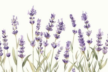 Obraz premium A botanical illustration of a lavender plant, showcasing its tall stems and small purple flowers in fine detail