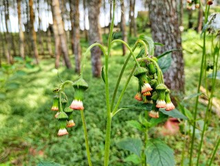 Kuncup bunga daun sintrong atau Crassocephalum crepidioides merupakan salah satu tanaman yang memiliki batang berdaging dan berlendir yang dapat dimanfaatkan sebagai sayur.
