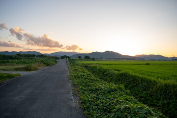 夕暮れ時の田んぼ風景