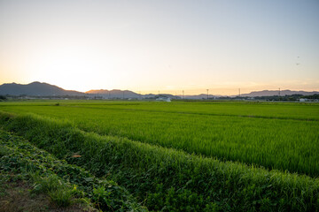 夕暮れ時の田んぼ風景