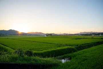 夕暮れ時の田んぼ風景