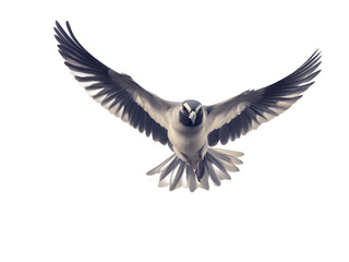 Obraz premium A pigeon flying on a transparent background with open Wings