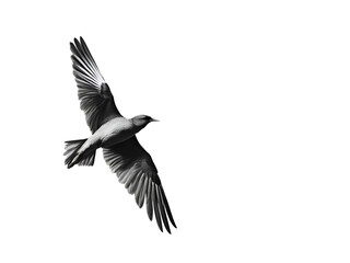 Obraz premium Bird flying on a transparent background with open Wings