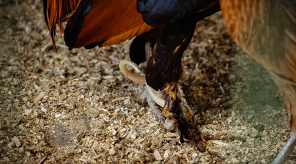 A spurs of rooster close-up. Cock paw closeup. Livestock and farming