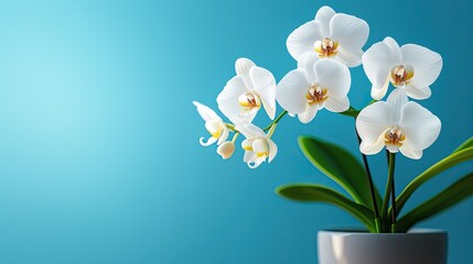 Fototapeta na wymiar Elegant white orchid blooms in a modern pot against a soft blue background, symbolizing beauty and tranquility.
