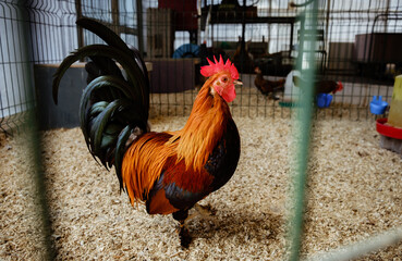 A colorful brown rooster behind in the aviary. Chicken farm indoor. Bright cock in cage close up....