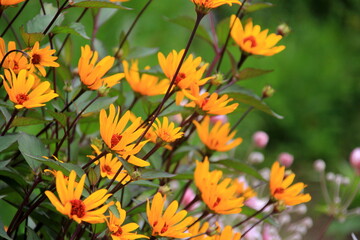 beautiful and calming yellow flowers in the garden. The yellow and orange false sunflower, Heliopsis helianthoides
