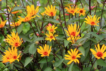 beautiful and calming yellow flowers in the garden. The yellow and orange false sunflower,...