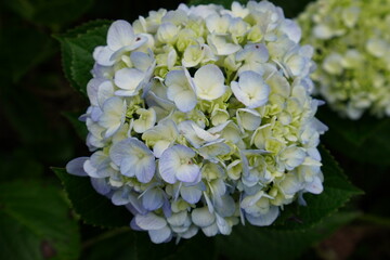 white flowers of a lilac