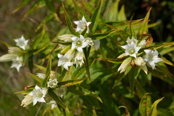 Beautifully blooming white Gentiana asclepiadea in the mountains