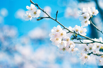 春の青空に映える桜