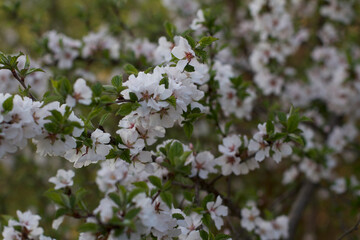 Árbol en flor en el jardín