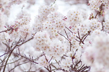 春に咲く満開の桜の花