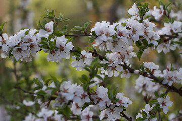 Árbol en flor en el jardín