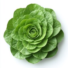 Obraz premium Green Cabbage Rose Flower with White Background Nature and Food Photography