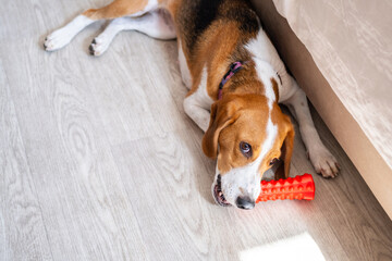 Dog chewing toy on wooden floor at home.