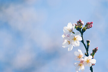 春　青空に映える桜