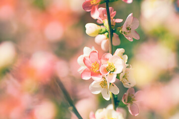 春に咲く可愛い木瓜の花