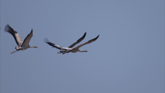 A group of Common Cranes flying blue sky