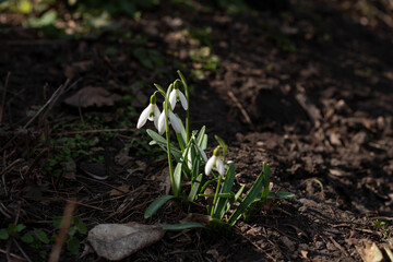 first spring flowers, snowdrops in garden, sunlight