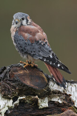 An American Kestrel perched on a tree trunk

