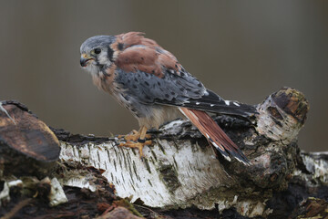 An American Kestrel perched on a tree trunk
