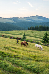 landscape in the mountains a horse grazes on the grass, on a sunny summer day mountain silhouettes,rays of the sun, wallpaper, poster, cover, nature of the Carpathian mountains, green, natural beauty