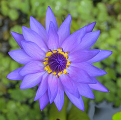 Beautiful close-up of a tropical water lily