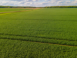 Fototapeta premium Drone view of the forest and fields, top view and blue sky on a sunny summer day