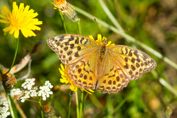 Argynnis paphia f. valesina - Kaisermantel, Weibchen	
