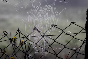 Spider web with small drops of water shining in the light. Spider web covered in morning dew. 