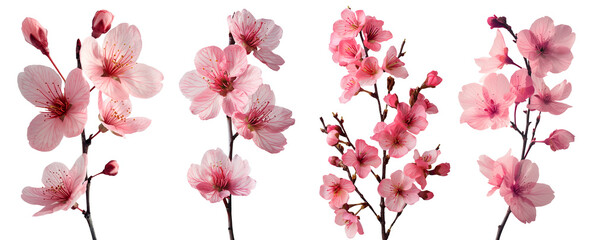 Collection set stalks bunch bouquet of cherry blossom sakura flower floral on transparent cutout PNG. Many different angles. Mockup template artwork graphic design

