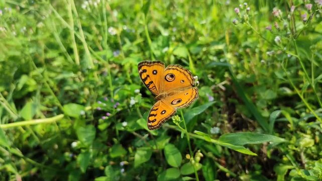 Brown pansy butterfly (Junonia hedonia ida), resting on a flower sucking nectar among green plants in the garden