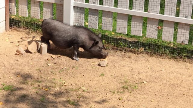 Black mini pig in new clean aviary in summer. Dwarf breed and loved pet. Animal care.