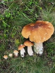 Mushroom in the grass