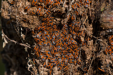 Invasion der Gemeinen Feuerwanze (Pyrrhocoris apterus)	
