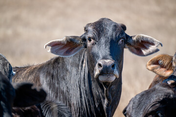 Brahman cow cattle, hot dry drought grass paddock, rural lifestyle beef farm farming, Australia 