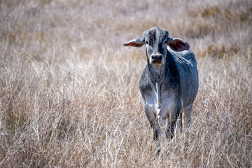 Brahman cow cattle, hot dry drought grass paddock, rural lifestyle beef farm farming, Australia 