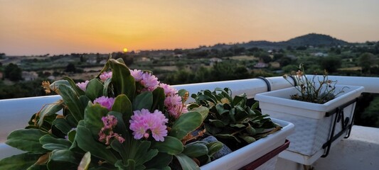 Fiori e tramonto