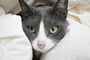 Adorable little gray cat peeks out from under the covers. Funny grey cat hides under white blanket....
