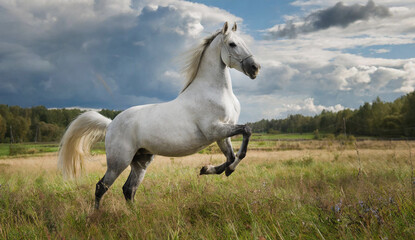 White horse on meadow 